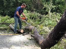 Reliable Fort Walton Beach, FL  Tree Services Solutions