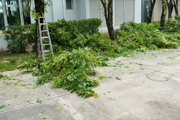 Best Tree Maintenance Programs  in Fort Walton Beach, FL