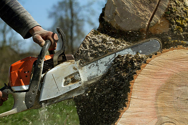 How Our Tree Care Process Works  in  Fort Walton Beach, FL